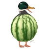 Melonen-Ente