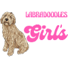 Labradoodle Dog