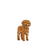 Labradoodle Chien