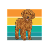 Labradoodle Dog