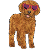 Labradoodle Chien