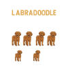 Labradoodle Hund