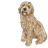 Labradoodle Chien