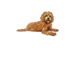 Labradoodle Dog