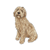 Labradoodle Dog