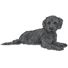 Labradoodle Hund