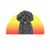 Labradoodle Chien