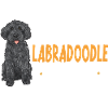 Labradoodle Dog