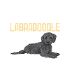 Labradoodle Hund