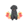 Labradoodle Dog