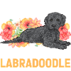 Labradoodle Dog