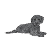Labradoodle Dog