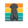 Labradoodle Hund