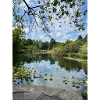 Spiegelsee im Waldrand