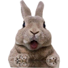 Lapin