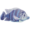blå fisk hav sebra tilapia sebra tilapia