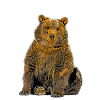 Cartoon Bear