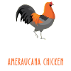 Soyez vous-même - Poulet Ameraucana
