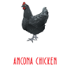 Soyez vous-même - Ancône Poulet