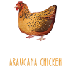 Be Yourself - Araucana Chicken