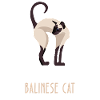 Be Yourself - Balinese Cat