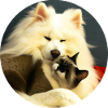 Dog and cat