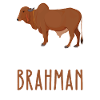 Be Yourself – Brahman