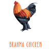 Soyez vous-même – Brahma Chicken