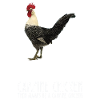 Soyez vous-même – Poulet Campine