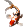 Japanischer Koi-Karpfen