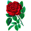 Rote Rose