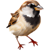 House Sparrow - Birdwatcher Design