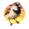 House Sparrow - Birdwatcher Design