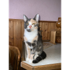 Calico Katzenporträt im Holzambiente