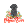 Labradoodle Dog