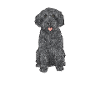 Labradoodle Dog