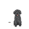 Labradoodle Dog
