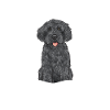 Labradoodle Dog