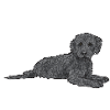 Labradoodle Dog