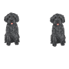 Labradoodle Dog