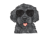 Labradoodle Dog