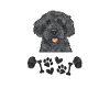 Labradoodle Dog