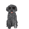 Labradoodle Dog