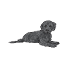Labradoodle Dog