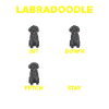 Labradoodle Chien