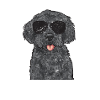 Labradoodle Dog