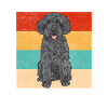 Labradoodle Dog
