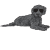 Labradoodle Dog