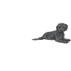 Labradoodle Chien