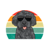 Labradoodle Dog
